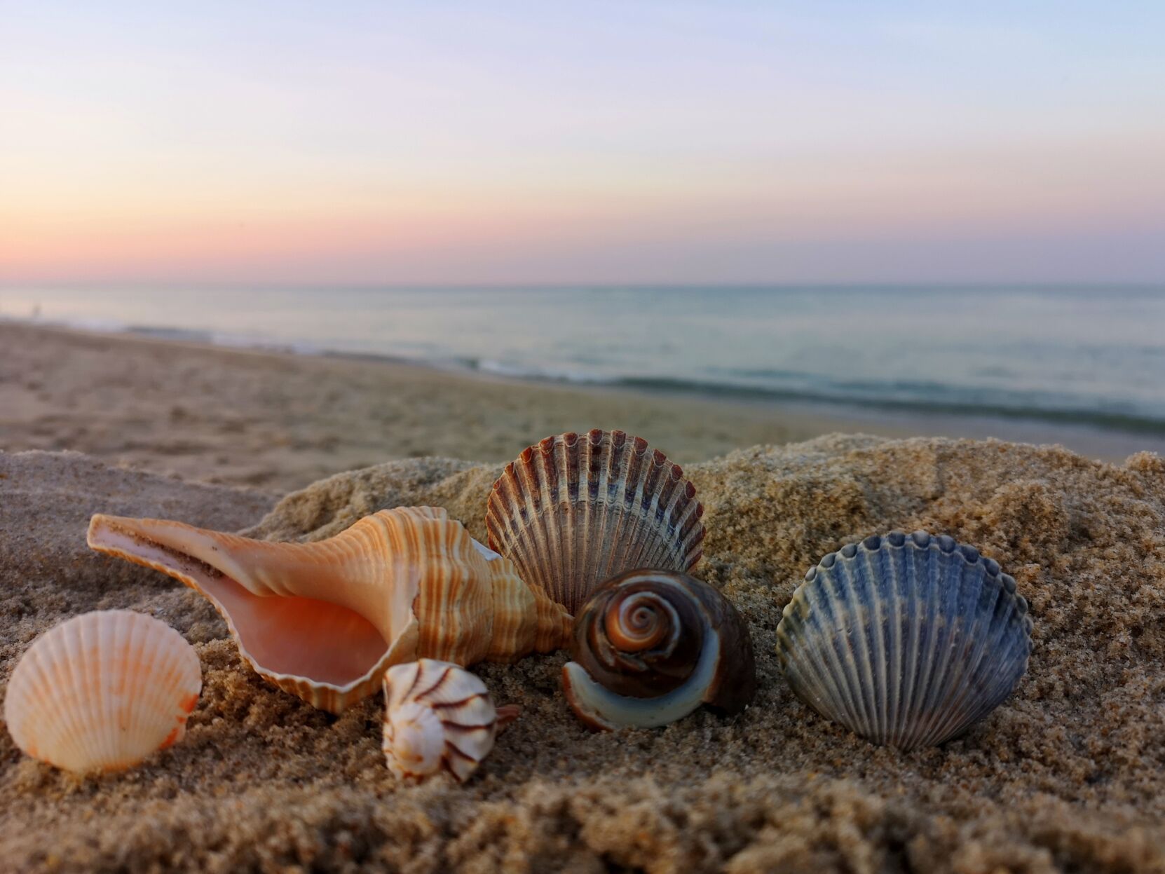 Seashells